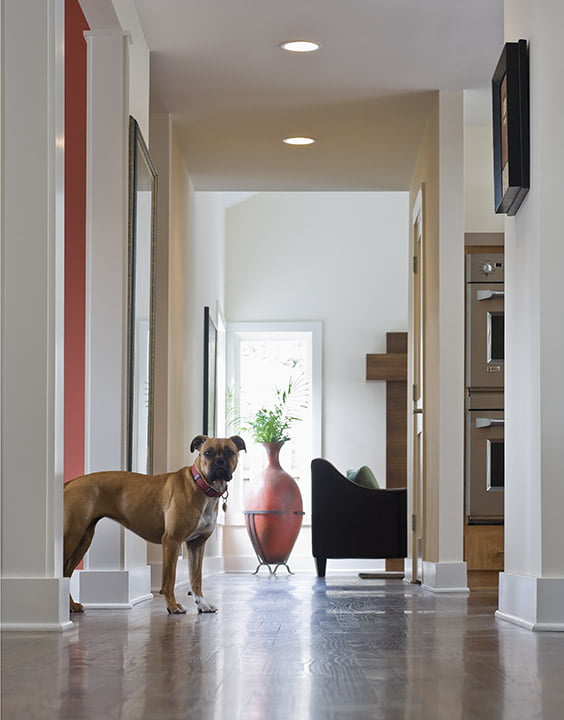 Hallway Storage Solutions for Pet Essentials: Keeping Your Furry