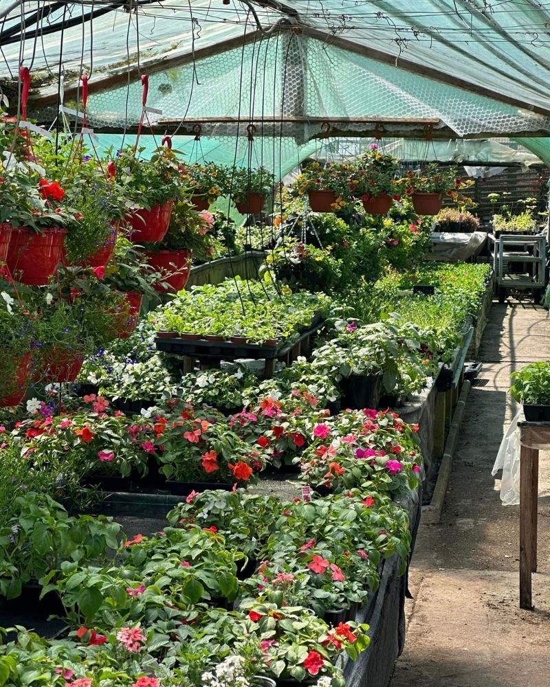 The hanging baskets at Fuchsia World are particularly impressive—truly massive and beautiful.