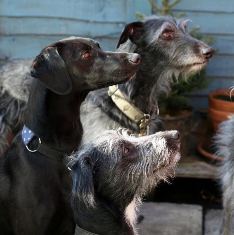 Greyhound Gap Rescue Centre in Staffordshire.