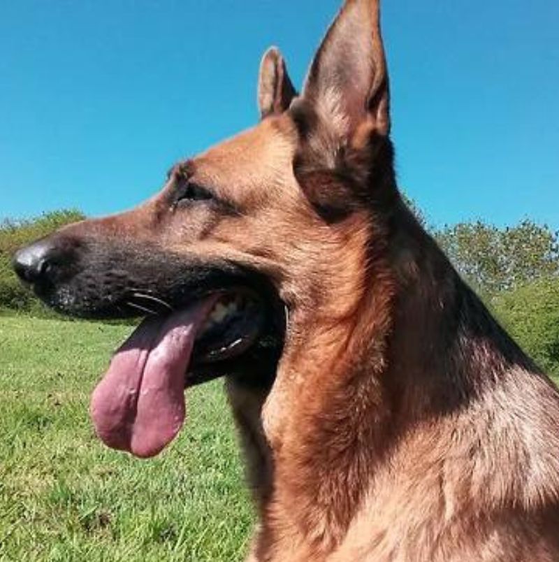 Luosko german best sale shepherd rescue