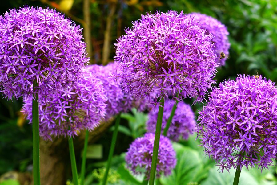 Allium