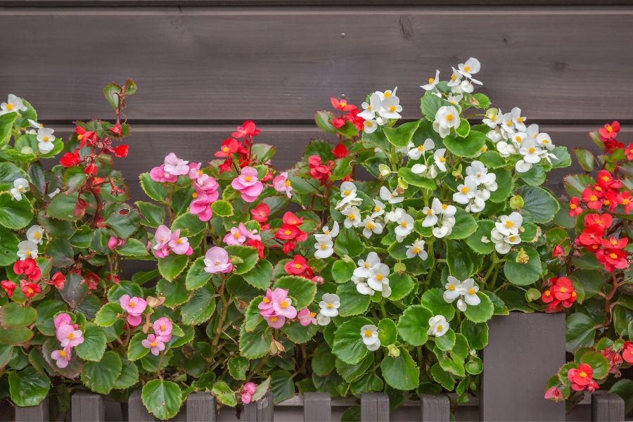 Begonia grows well in shaded hanging baskets