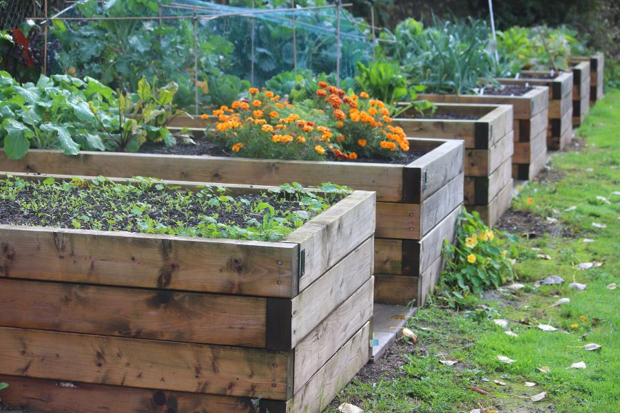 Best Plants For Raised Beds