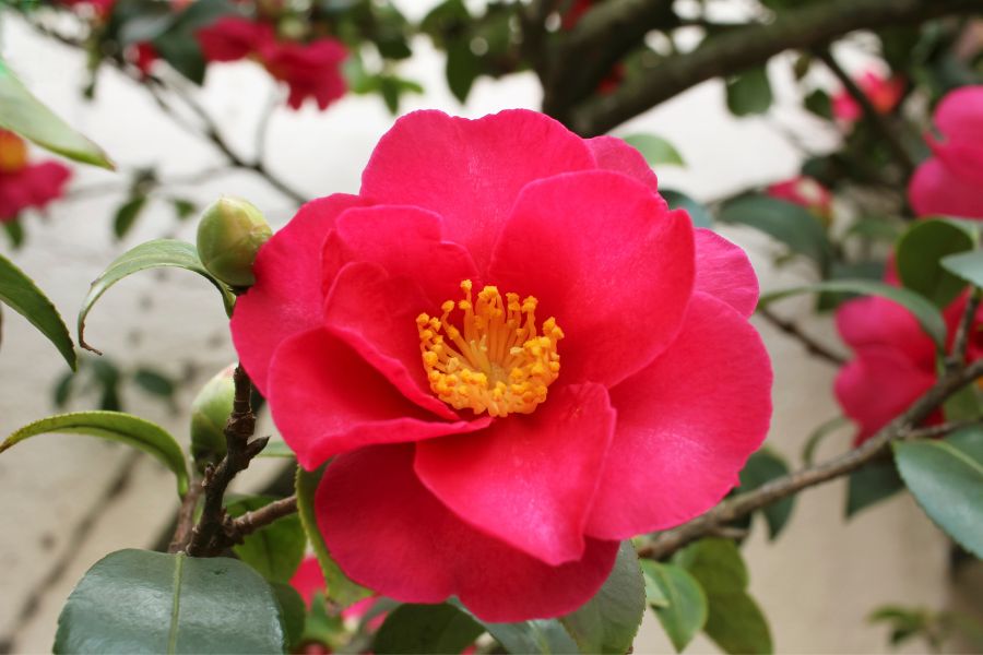 Camellia