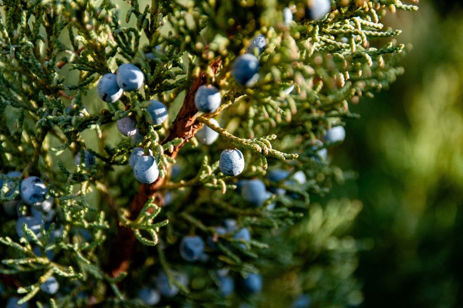 Decumbent Juniper thrive in raised beds