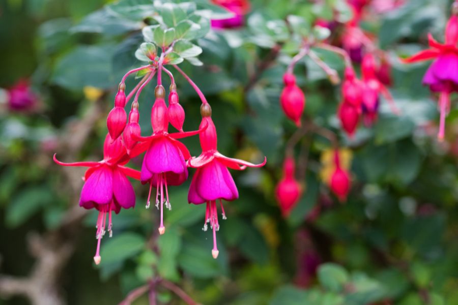 Fuchsia is one of the best flowers to use in hanging baskets in the shade.