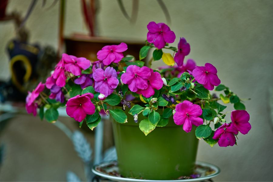 Impatiens come in so many colours and thrive in shaded hanging baskets