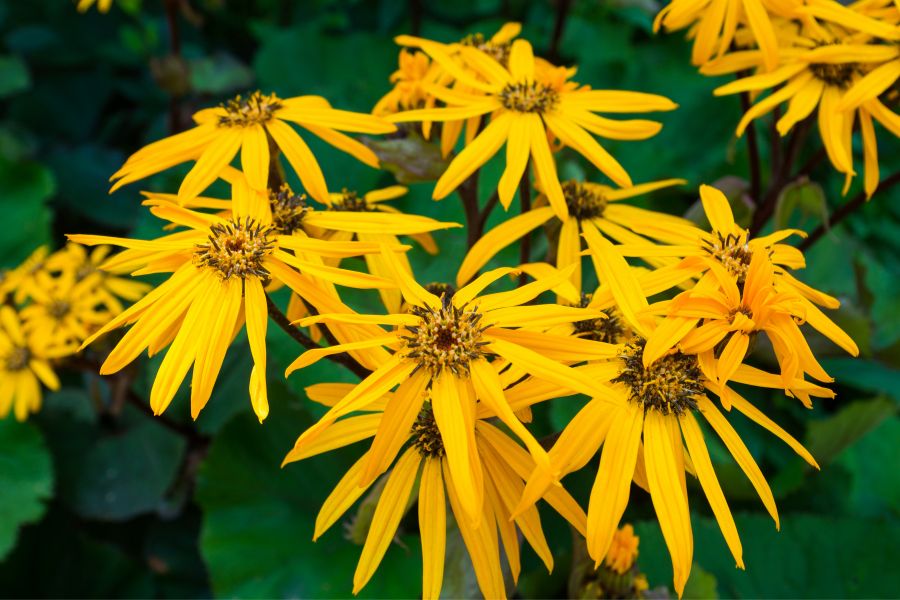 Ligularia grows well in raised flower beds.