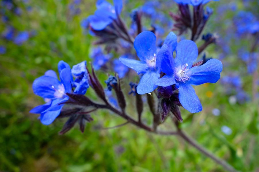 Lobelia is one of the best plants for hanging baskets in the shade