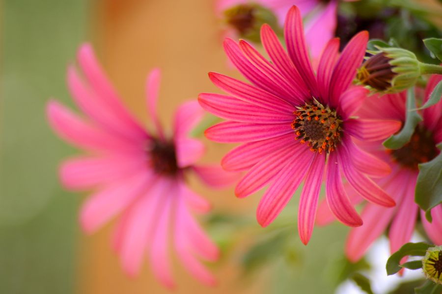 Osteospermums