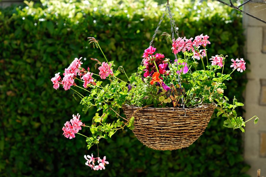 Best Plants For Hanging Baskets In The Shade