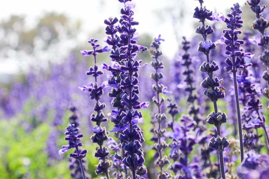 Salvia is one of the best plants for raised beds