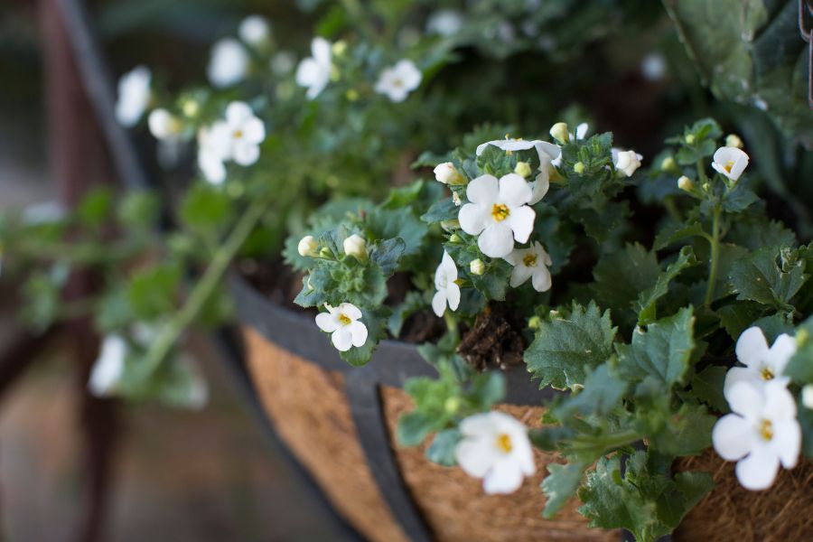 Trailing Bacopa