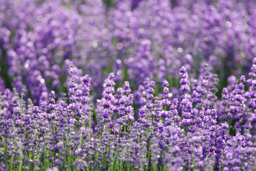 Lavender is the perfect plant for raised beds