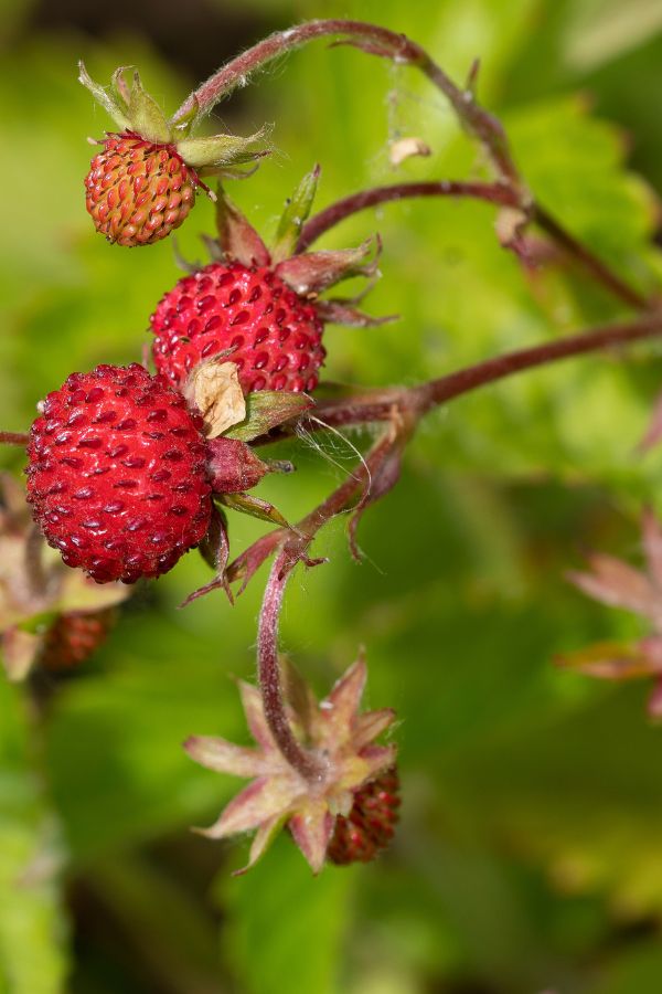 Alpine Strawberry