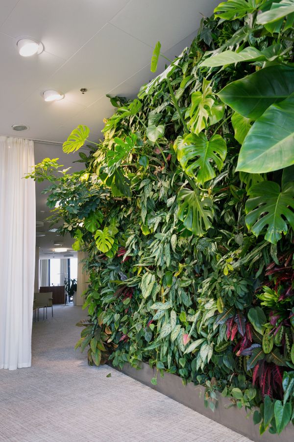 Best plants for a living wall vertical garden