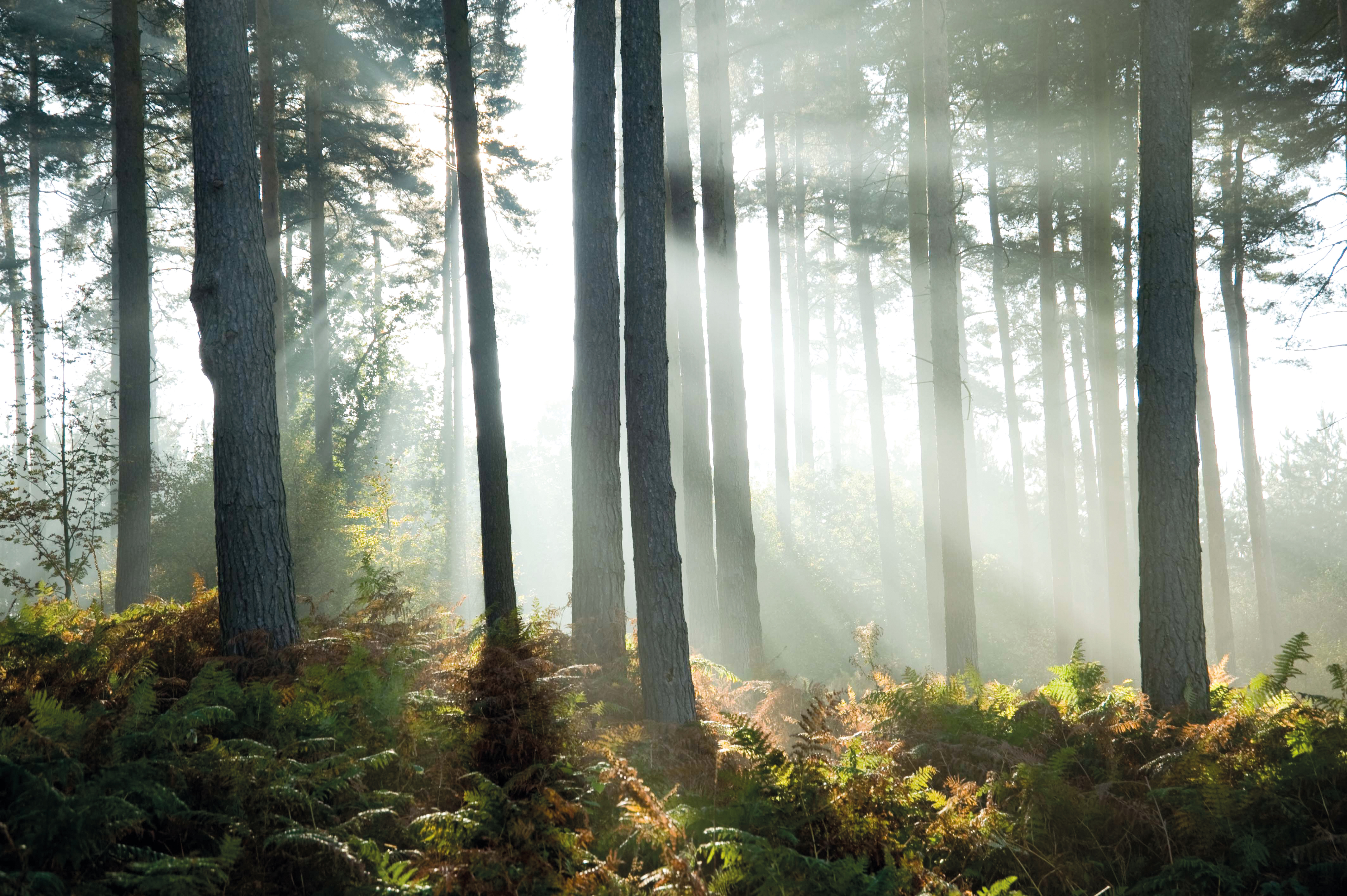 Планирование лес. Cannock Chase Forest. Задний план леса. Лес передний план. Лес утро влажность.