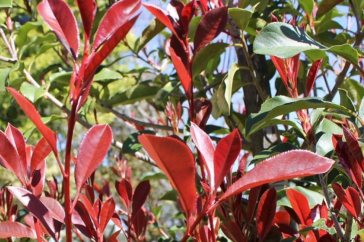 Garden Guide: How to Thicken Up a Red Robin Tree? - Heart Home Magazine