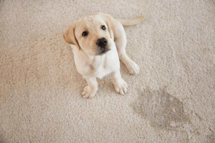 Effective Strategies to Eliminate Dog Odors from Carpets - Heart Home