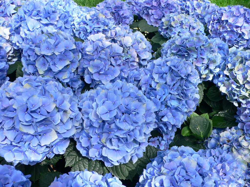 How and When To Plant Hydrangeas in The UK - Heart Home Magazine
