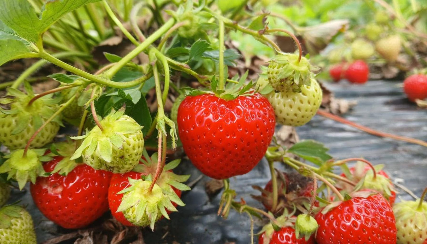 Growing Strawberries